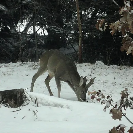 Apartmán Ferienhaus Hollinger Verditz