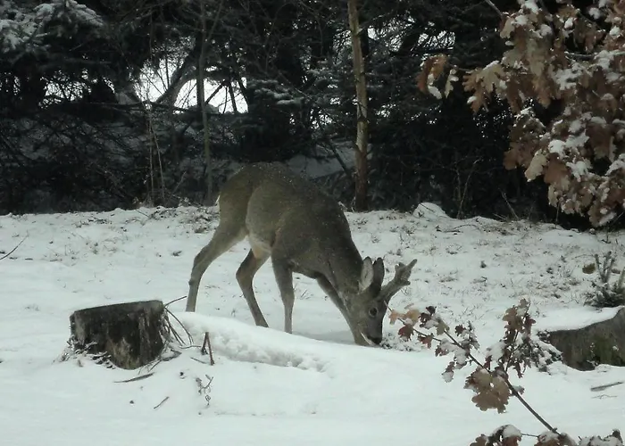 Apartment Ferienhaus Hollinger Verditz