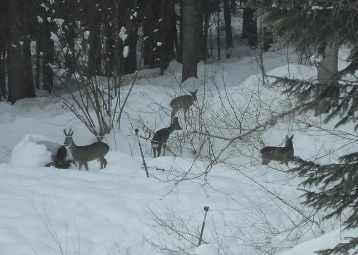 Apartman Ferienhaus Hollinger